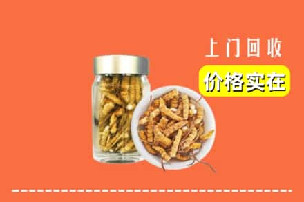 景德镇市昌江回收散虫草