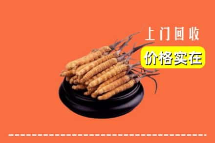 景德镇市昌江回收冬虫夏草